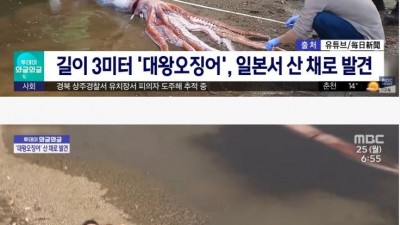 대왕오징어 해변가에서 숨쉰 채 발견
