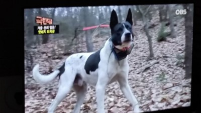 극한 직업 멧돼지 사냥 ㅋㅋㅋ.jpg
