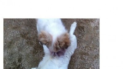 저희집 강아지가 게이인 것 같아요.