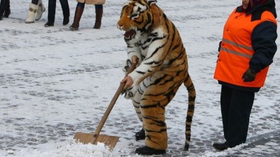 요즘 호랑이가 먹고 사는 방법.