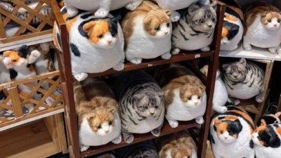 고양이 인형 가게