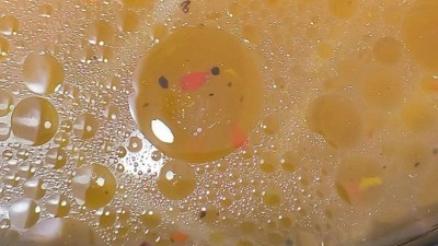 뜻밖의 병아리