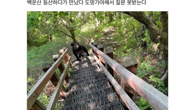 등산하다가 곰만났는데 어카냐