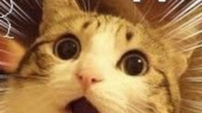 고양이 소리를 잘 내는 아저씨