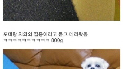 개 분양 사기 당한 멍멍이 갤러