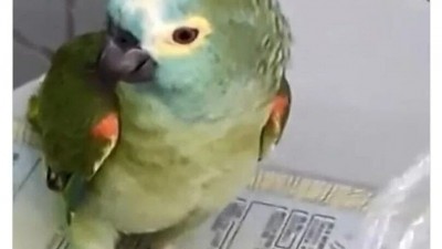 수사에 비협조적인 앵무새