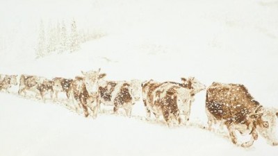 똥으로 그림을 그리는 괴짜 화가