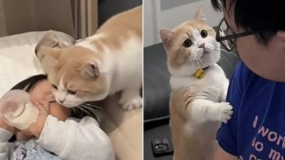 분유 먹는 아기 부러웠는지 자기도 먹고 싶다며 조른 고양이