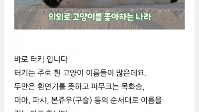 터키에서 고양이들 대표적 이름