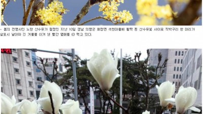 전국 곳곳에 찾아온 봄.