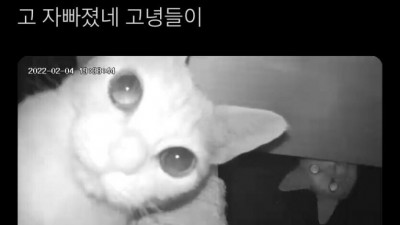 카메라가 고양이를 들여다보면 고양이도 카메라를 들여다볼 것이다