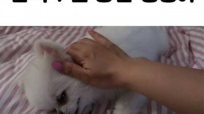 산책 7번 당한 댕댕이
