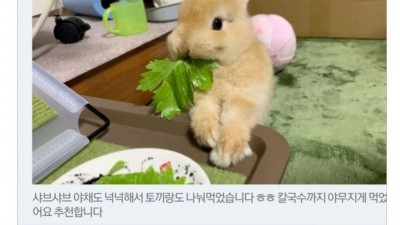 토끼 키우면 하고 싶은 거
