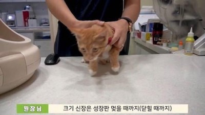          		          		  수의사가 알려주는 고양이 성장의 비밀