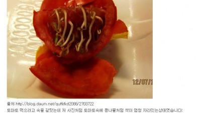 촉수토마토
