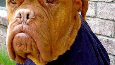 나도 뉴욕양키스 팬