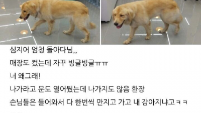 편의점에 난입한 골든리트리버