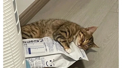 바뀐 사료가 너무 맘에든 고양이