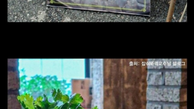 성심당의 선 넘는 텃밭 에디션 음료