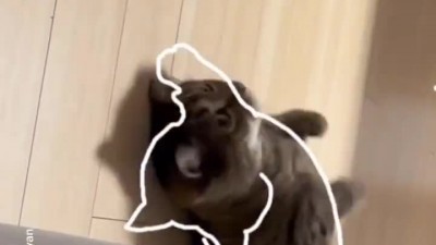 박스 뿐만 아니라 잘 들어가는 고양이.mp4