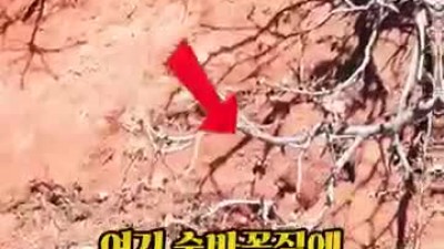 미국 경찰을 상대로 60분간 숨바꼭질
