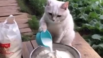 냐옹이 호떡..mp4