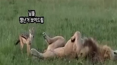 심심해 하는 관광객에게 꿀잼 보여주는 사나바 자칼
