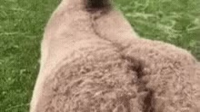 말엉덩이 함부로 만지면 안되는 이유