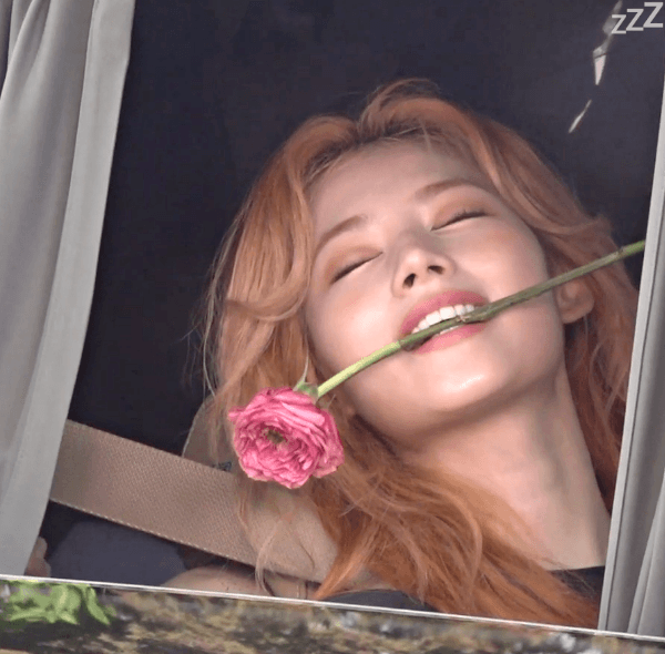 입에장미물고있는사나
